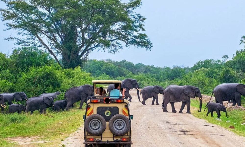 Legal action against persons who harmed wild animals at Yala National ...