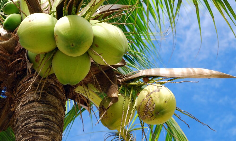 New coconut disease found in Galle! – Sri Lanka Mirror – Right to Know. Power to Change