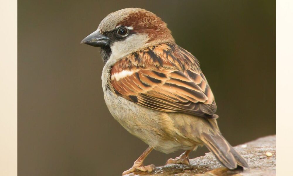 House Sparrows have disappeared from 18 districts!