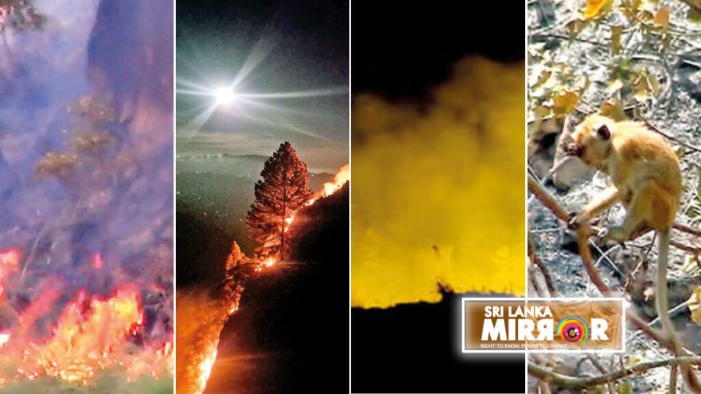 Ella Rock Forest reserve fire destroys 600 acres – Sri Lanka Mirror ...