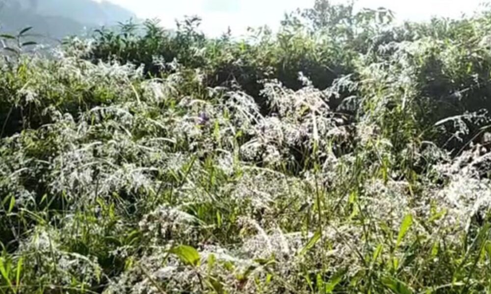 Ground frost in Bogawanthalawa Ground frost in Bogawanthalawa