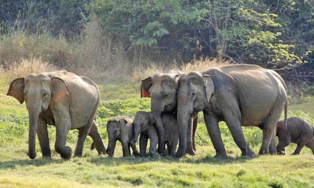 Petition filed against operation to drive wild elephants into reserves, dismissed Petition filed against operation to drive wild elephants into reserves, dismissed