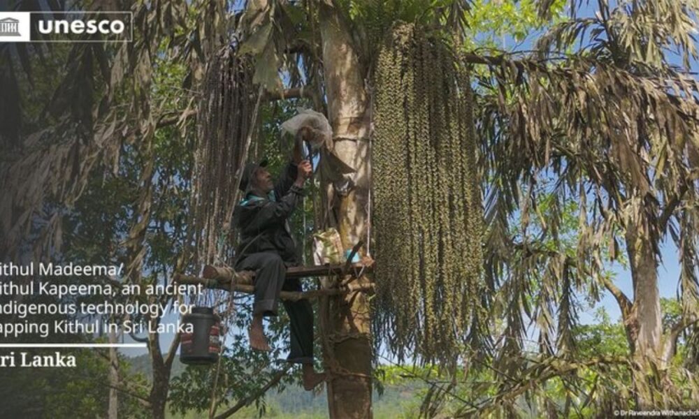 SL’s Kithul tapping tradition gets UNESCO intangible heritage status SL’s Kithul tapping tradition gets UNESCO intangible heritage status