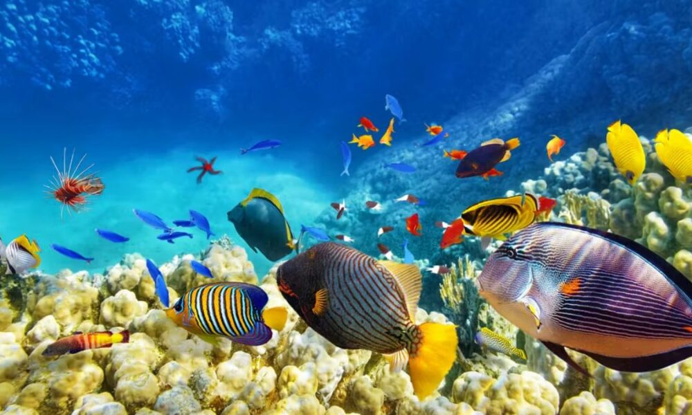 High Seas Treaty comes into force to protect global ocean biodiversity